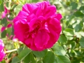 Cerise Bouquet